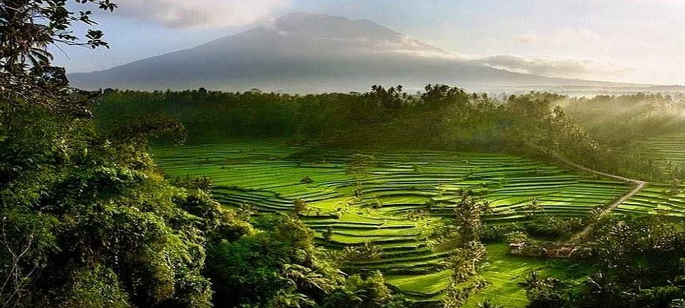 Jatiluwih Rice Terrace