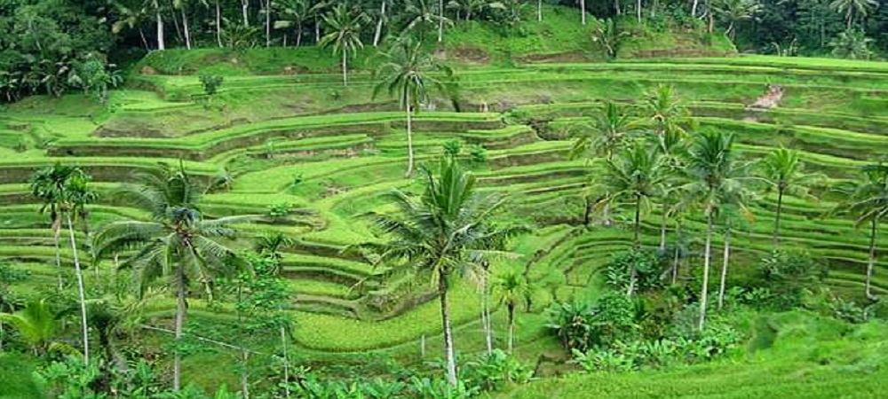 Tegalalang Rice Terrace